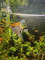 Maanvis, Dieren en Toebehoren, Vis, Zoetwatervis