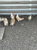 Sebright, Vrouwelijk, Kip