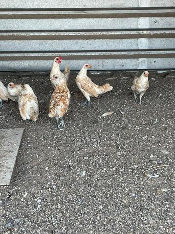 Sebright beschikbaar voor biedingen