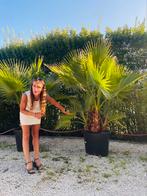 Palm- en olijfbomen tot 2,4 m hoog. GRATIS VERZENDING*, Ophalen of Verzenden, Winter