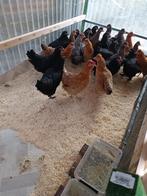 pondeurs colorants araucana/crème legbar/marans 0499/082381, Femelle, Poule ou poulet