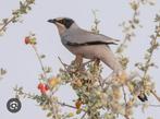 Ik zoek: zijdevogel man, Dieren en Toebehoren, Vogels | Overige Vogels