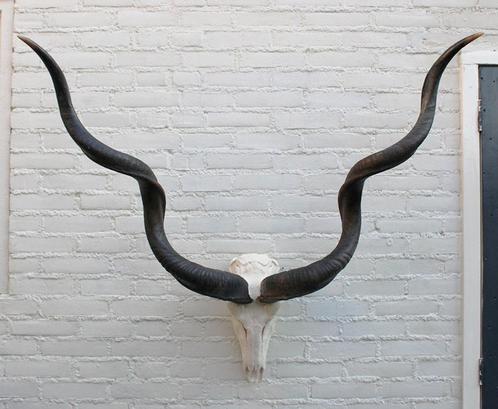 Grote schedel KUDU ANTILOPE - met kiezen - ref. D (gewei), Verzamelen, Dierenverzamelingen, Gebruikt, Schedel, Wild dier, Ophalen of Verzenden