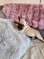 Franse bulldogpups, Dieren en Toebehoren, België, Fokker | Hobbymatig, 8 tot 15 weken, CDV (hondenziekte)