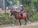 Pony's opleren, Dieren en Toebehoren, Zadelmak
