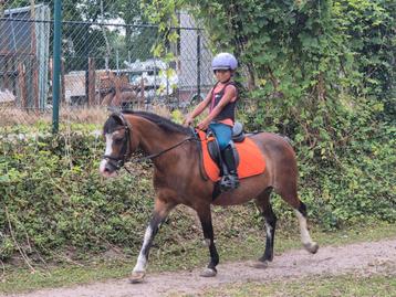 Pony's opleren beschikbaar voor biedingen