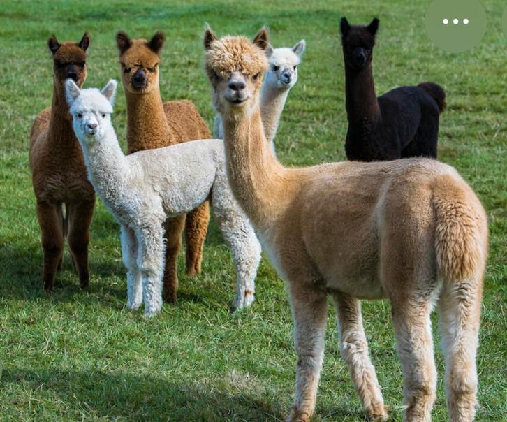 Gezocht alpaca’s, Dieren en Toebehoren, Overige Dieren, Geslacht onbekend, Januari