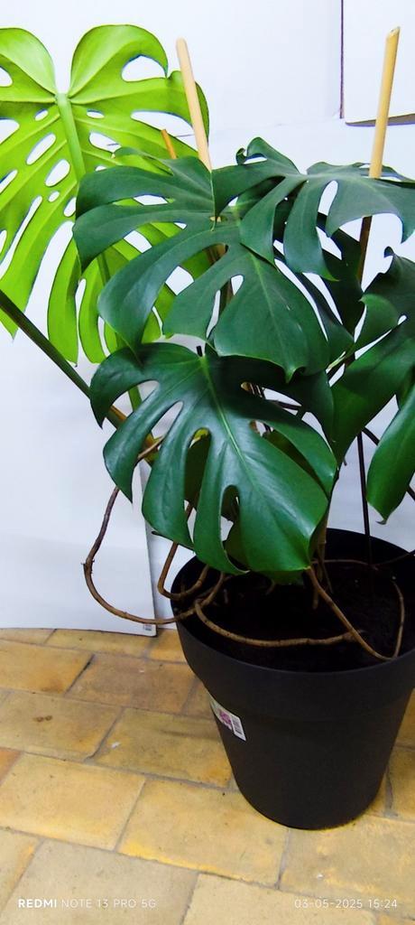 Monstera Deliciosa, gaten- kamerplant. 90 cm hoog incl. pot., Huis en Inrichting, Kamerplanten, Ophalen