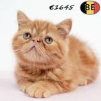 Exotic Shorthair - kittens te koop (Belgisch), Dieren en Toebehoren, Meerdere dieren, Gechipt, 0 tot 2 jaar
