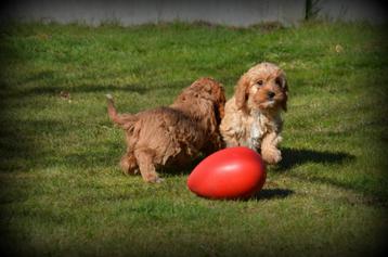 Cavapoo pups beschikbaar voor biedingen
