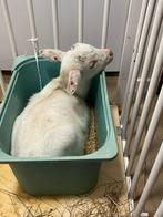 Zoek melkgeiten niet voor de slacht, Dieren en Toebehoren, Schapen, Geiten en Varkens