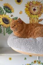 Brits korthaar, Chatte ou Chat