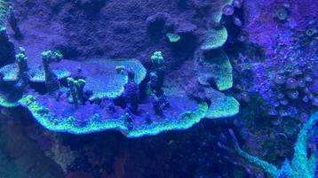 Montipora mellonberry sps koraal