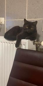 Britse poes, Ophalen