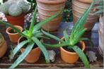 Aloë (2 stuks), Ophalen, Vetplant, In pot, Volle zon