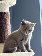 Brits korthaar katertje, Dieren en Toebehoren, Katten en Kittens | Raskatten | Korthaar, Kater, Gechipt, 0 tot 2 jaar