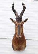 Opgezette kop RED HARTEBEEST antilope (gewei), Ophalen, Zo goed als nieuw, Wild dier, Opgezet dier