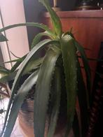 Grote Aloe Vera met bloempot, Huis en Inrichting, Kamerplanten, Ophalen of Verzenden