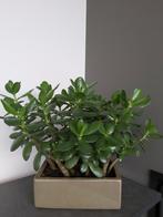 Crassula vetplanten met pot., Maison & Meubles, Plantes d'intérieur, Enlèvement, Plante succulente