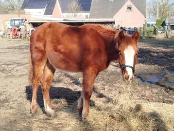 jaarling merrie quarter tinker, Moins de 160 cm, Cheval western, 0 à 2 ans, Jument