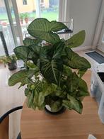 syngonium, Huis en Inrichting, Kamerplanten, Ophalen