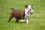 Boston Terriër pups te koop (bruin-wit), Dieren en Toebehoren, 15 weken tot 1 jaar, Overige rassen, Buitenland, CDV (hondenziekte)
