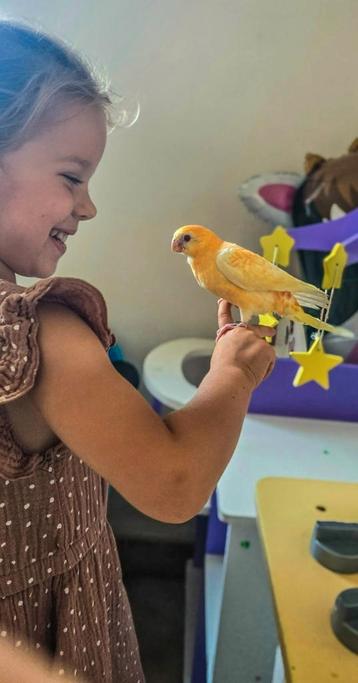 Vermiste vogel Laren (Lummen) beschikbaar voor biedingen