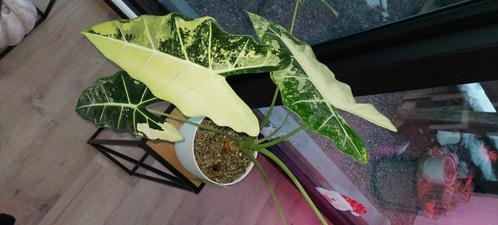 Alocasia frydek variegata knollen, Huis en Inrichting, Kamerplanten, Overige soorten, Minder dan 100 cm, Groene kamerplant, Halfschaduw