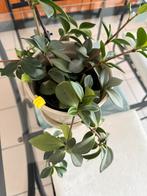 Kamerplant Peperomia, Huis en Inrichting, Kamerplanten, Ophalen