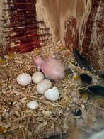 Zonparkiet baby, Dieren en Toebehoren, Vogels | Overige Vogels