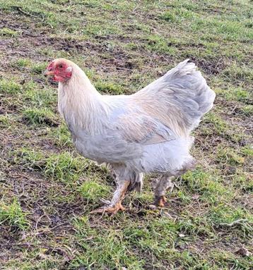 Jeune coq brahma naine isabelle