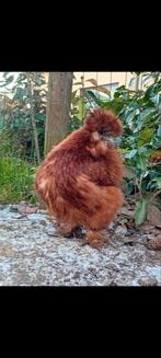 Zijdehoen hen, Dieren en Toebehoren, Pluimvee