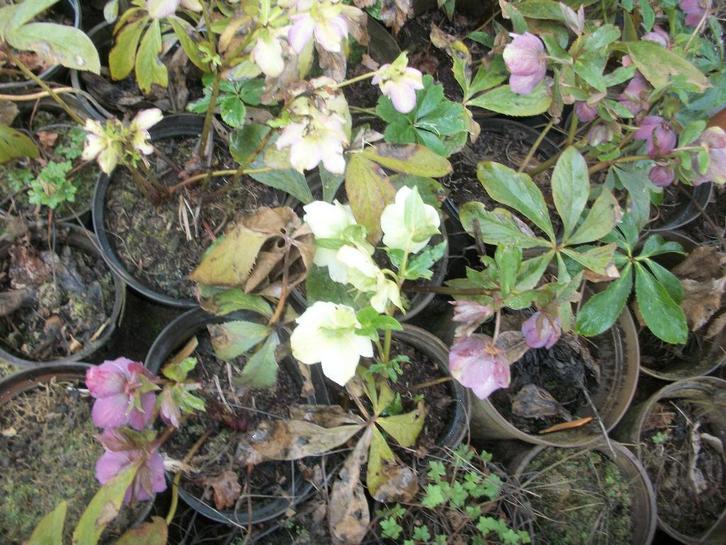 Helleborus orientalis hybriden, Jardin & Terrasse, Plantes | Jardin, Plante fixe, Autres espèces, Mi-ombre, Hiver, Enlèvement