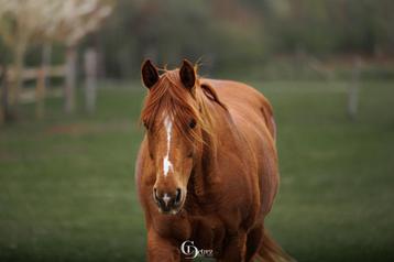 Weide gezocht regio Westerlo beschikbaar voor biedingen