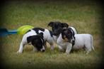 Jack Russell pups tricolor, Dieren en Toebehoren, Honden | Jack Russells en Terriërs, België, Jack Russell Terriër, CDV (hondenziekte)