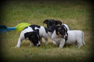 Jack Russell pups tricolor beschikbaar voor biedingen