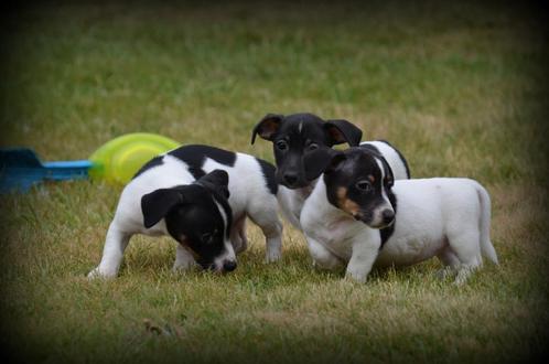 Jack Russell pups tricolor, Dieren en Toebehoren, Honden | Jack Russells en Terriërs, Meerdere dieren, Jack Russell Terriër, Fokker | Professioneel