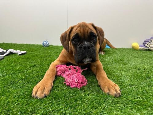 Boxer pups, Dieren en Toebehoren, Honden | Bulldogs, Pinschers en Molossers, Reu, Overige rassen, Fokker | Professioneel, Meerdere
