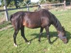Zeer mooie D pony, Dieren en Toebehoren, Pony's, D pony (1.37m tot 1.48m), Dressuurpony, Gechipt, 11 jaar of ouder