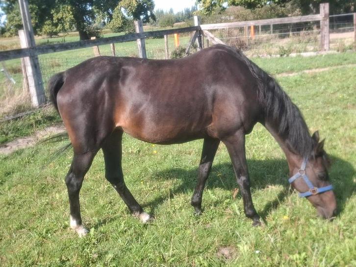 Zeer mooie D pony, Dieren en Toebehoren, Pony's, D pony (1.37m tot 1.48m), Dressuurpony, 11 jaar of ouder, Met stamboom, Gechipt