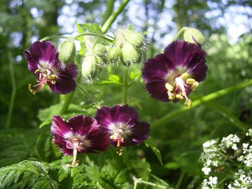 Bruine  ooievaarsbek, Tuin en Terras, Planten | Tuinplanten, Ophalen