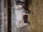 Anglo nubisch bok, Dieren en Toebehoren