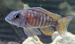 Cichlidés Aulonocara stuartgranti Malawi, Animaux & Accessoires, Poissons | Poissons d'aquarium, Poisson, Poisson d'eau douce