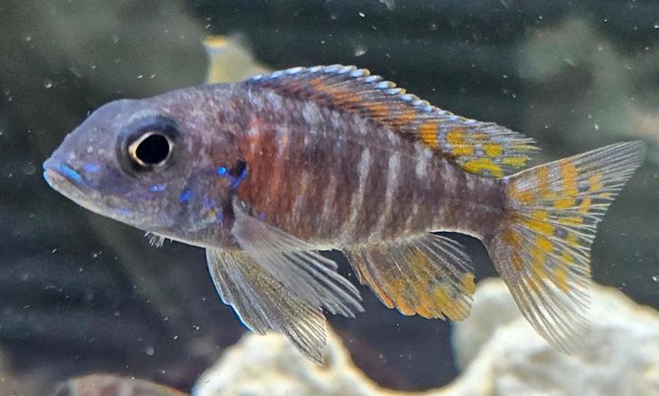 Cichlidés Aulonocara stuartgranti Malawi, Animaux & Accessoires, Poissons | Poissons d'aquarium, Poisson d'eau douce, Poisson