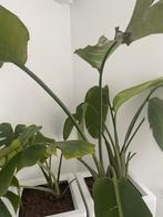 Kamerplant met pot, Huis en Inrichting, Kamerplanten, Ophalen