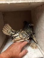 Sebright kippen hennen, Dieren en Toebehoren, Pluimvee