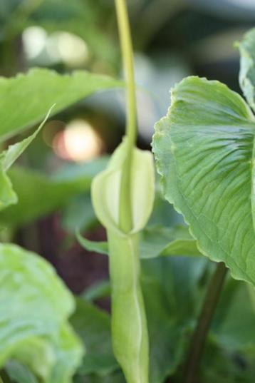 Speciaalke !!!Pinellia tripartita - Groene draak beschikbaar voor biedingen