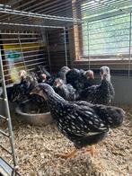 kuikens te koop leg kippen, Dieren en Toebehoren, Pluimvee
