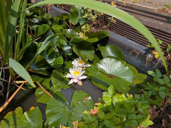 Vijverbak met vijverplanten. Ongeveer 2x3 m, Tuin en Terras, Vijvers, Zo goed als nieuw, Ophalen