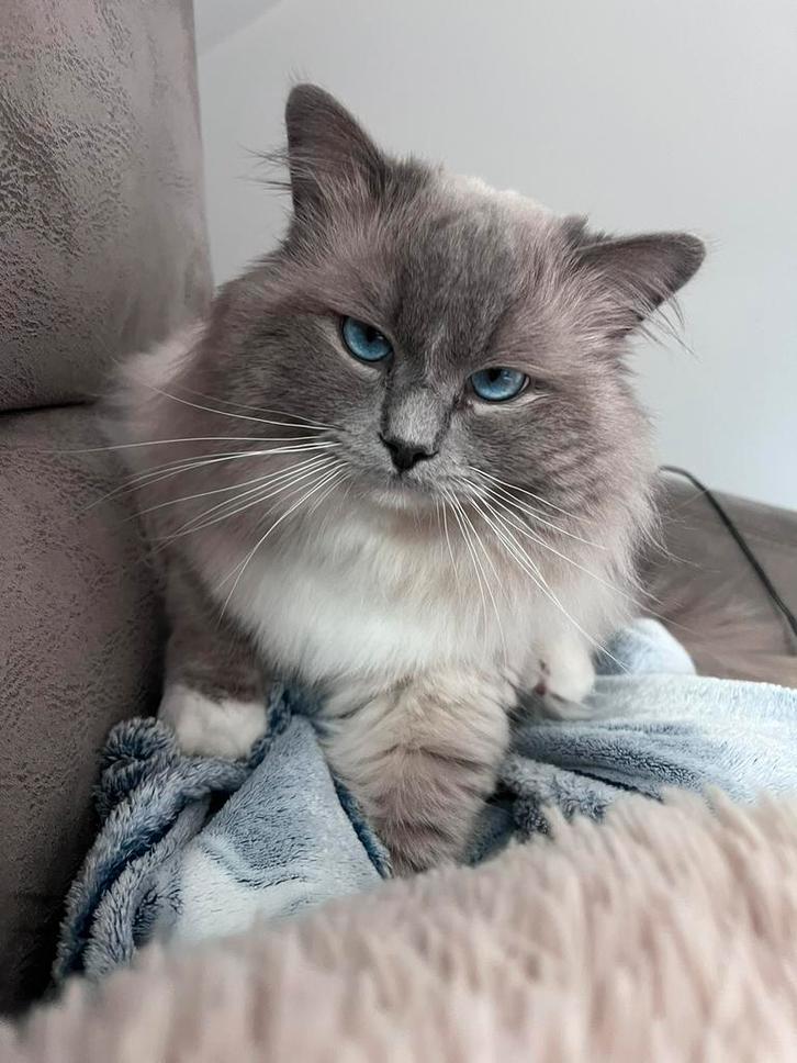 Ragdoll dekkater ter dekking, Dieren en Toebehoren, Katten en Kittens | Dekkaters, 0 tot 2 jaar